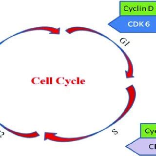 1 Cell cycle regulation by cyclin-dependent kinase | Download ...