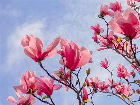 Growing Magnolias Essential Care Tips For Gardeners The Official