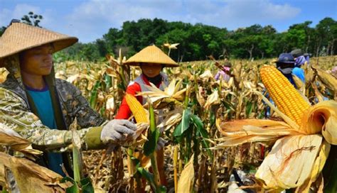 Indonesia Impor Ribu Ton Jagung Karena Kekurangan Produksi Di