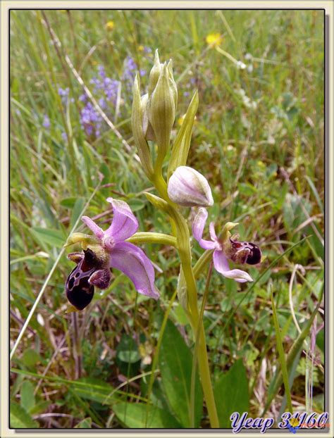 Photo Lophrys Bécasse Ophrys Scolopax