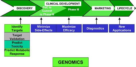 Chevron Of The Drug Development Process From Discovery To Download