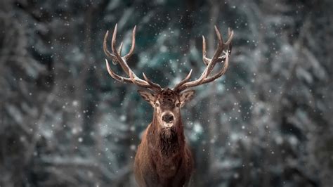 Rudolph The Red Nosed Reindeer Wallpaper