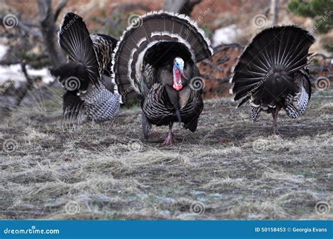 Turkey Season Colorado Coloring Pages