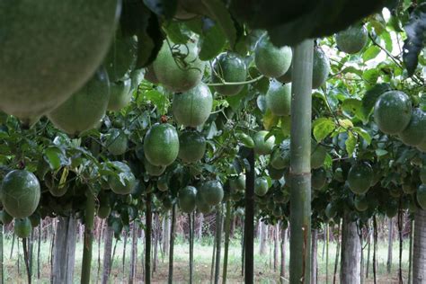 Idr Paran Lan A Nova Cultivar De Maracuj No Show Rural Ag Ncia