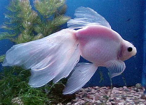 Veiltail Goldfish | Tropical Fish Keeping