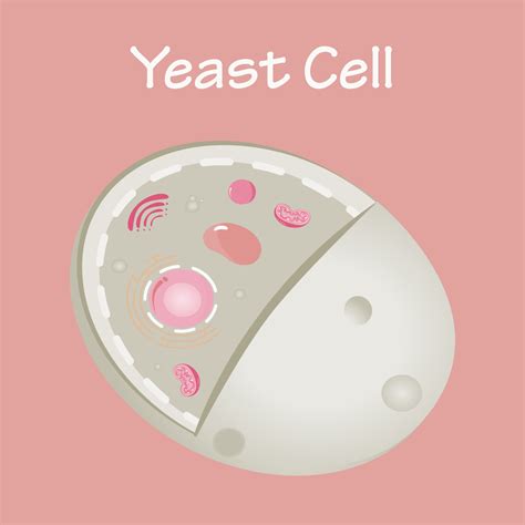 Diagram Of A Yeast Cell 6787668 Vector Art At Vecteezy