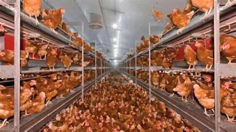 Modelo de producción agroecológica para 50 gallinas ponedoras