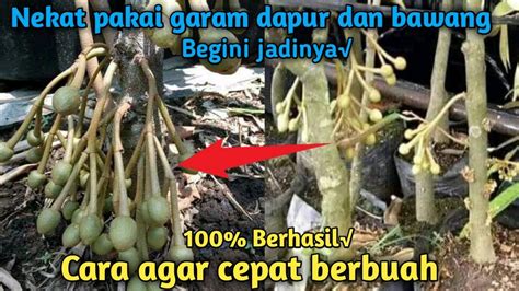 Cara Agar Durian Cepat Berbuah Stek Ranting Pakai Bawang Dan Garam Youtube