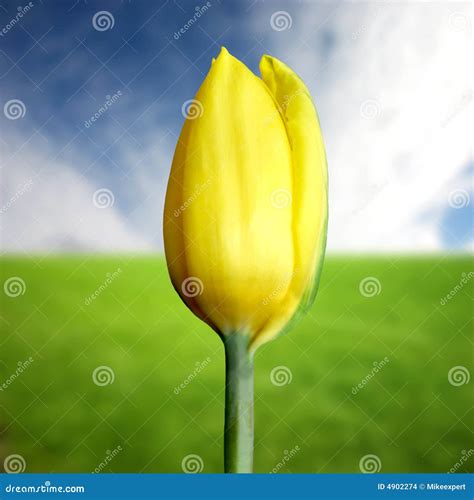 Gelbe Tulpe Stockfoto Bild Von Blume Sonne Himmel Abstand 4902274