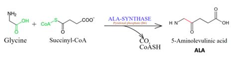 Heme Synthesis And Porphyria Flashcards Quizlet