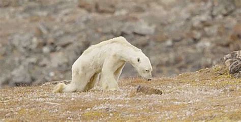 V Deo Chocante De Urso Polar Mostra Que O Aquecimento Global Est