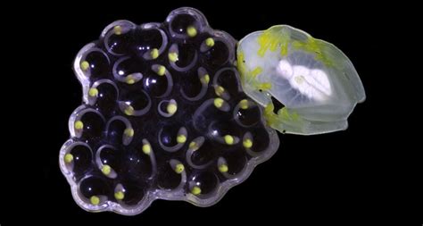 Abandoned frog eggs can hatch early