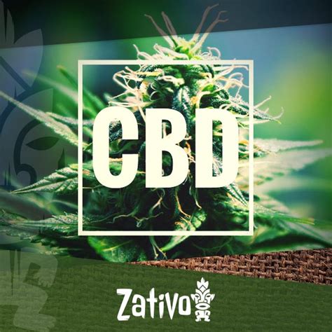 The Ultimate CBD-Rich Cannabis Varieties - Zativo