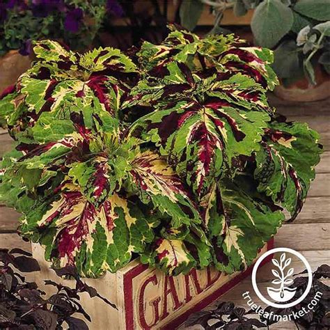Coleus Seeds Kong Series