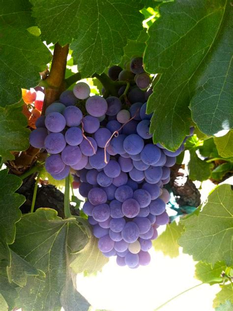 Grenache in the Vineyard | Paso Robles Wine Country Alliance