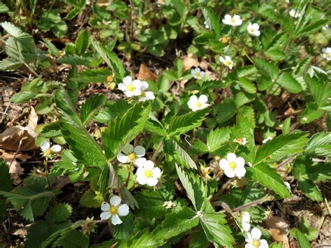 Welche Erdbeere Knack Erdbeere Fragaria Viridis C Wolf Flickr