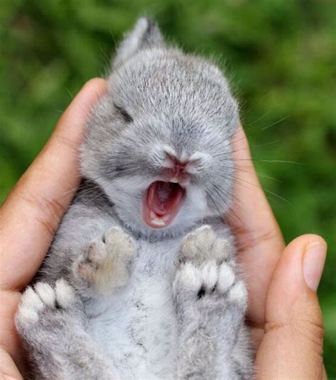 Trop mignon Top 5 de lapins qui bâillent Baby animals funny Baby