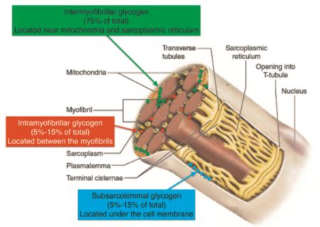 Como Optimizar Los Dep Sitos De Gluc Geno Muscular Geo Nutrici N