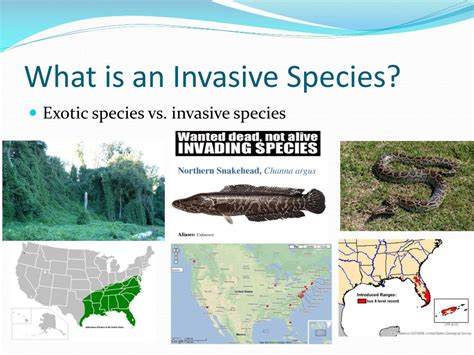 PPT Lecture 5 Invasive Species PowerPoint Presentation Free