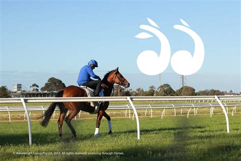 thoroughbred racehorses training on a horse track in preperation for an ...