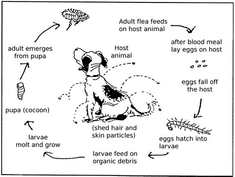 Fleas Part 1 Greenbay Vets