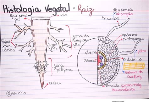 Histologia Vegetal Raiz Histologia Vegetal