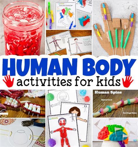 🧠 25 Human Body For Kids Activity Ideas Worksheets And More