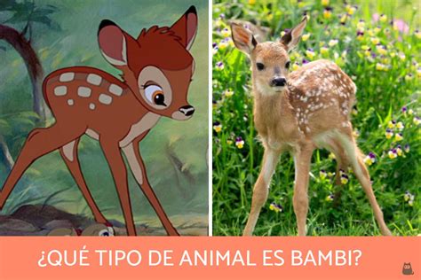 What the Media Isn't Telling You About Bambi Doe - 2cxn560