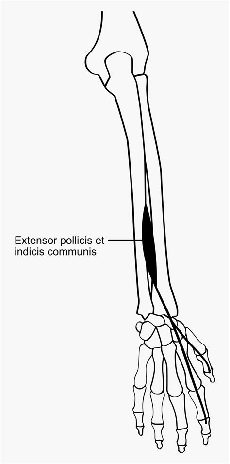 Extensor Indicis Proprius