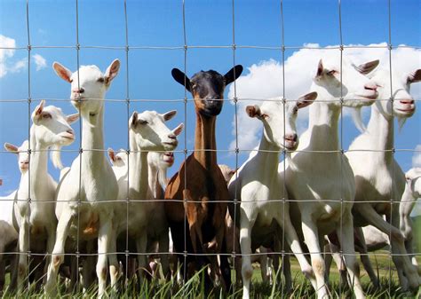 Why Supplement Your Woven Wire Goat Fence With Electric Wire