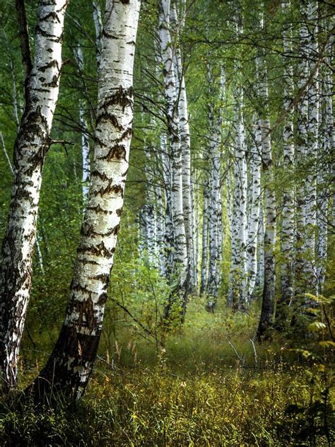 White Birch Trees With Beautiful Birch Bark In A Birch Grove Vertical