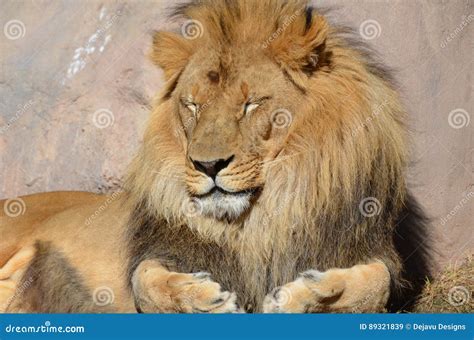 African Lion With Thick Fluffy Fur In The Sun Stock Image Image Of