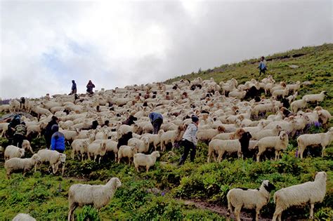 Farmers In Distress After 28 Sheep Die From Lighting Strike The