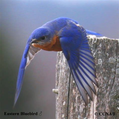 Bluebirds - North American Birds - Birds of North America