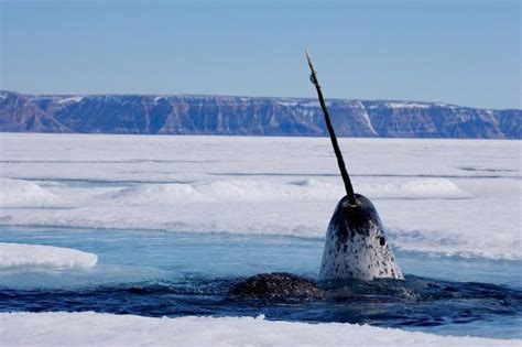 Datos Curiosos Sobre El Narval El Unicornio Marino