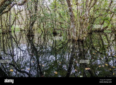 Typical Florida Swamp Stock Photo Alamy