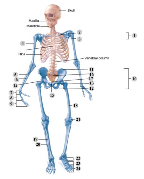 Major Bones Of The Axial Appendicular Skeleton Diagram Quizlet