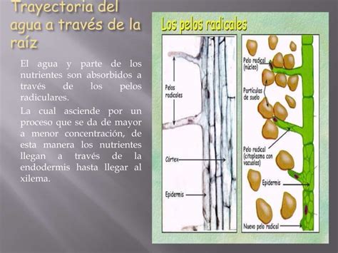 Absorci N De Nutrientes En Las Plantas Ppt