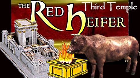 The THIRD TEMPLE The RED HEIFER And The RAPTURE EXCITING NEWS On