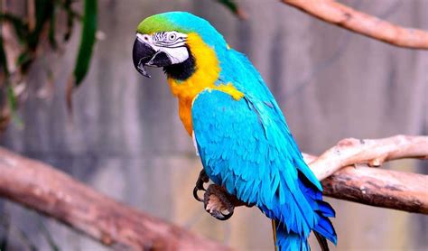 Blue And Gold Macaw Pet