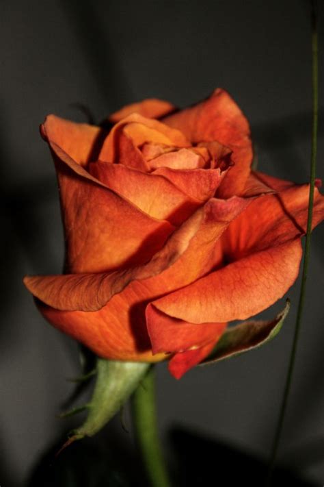 Kostenlose foto Fotografie Blume Blütenblatt Orange Gelb Rosa