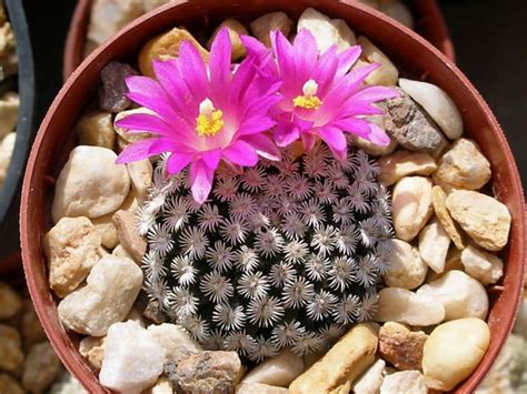 Mammillaria Hernandezii World Of Succulents