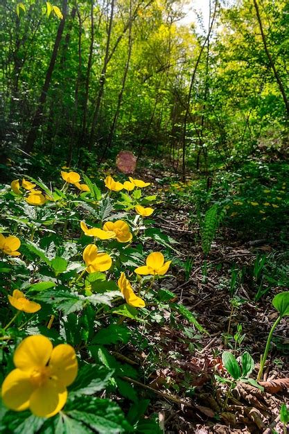 Clareira De Flores Amarelas Na Floresta Chylomecon End Mica Do Extremo