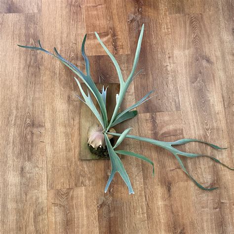 Platycerium Veitchii Lemoinei The Plant Lady Sf