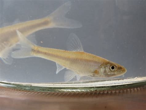 Silverjaw Minnow Fishes Of The Upper Green River Ky · Inaturalist