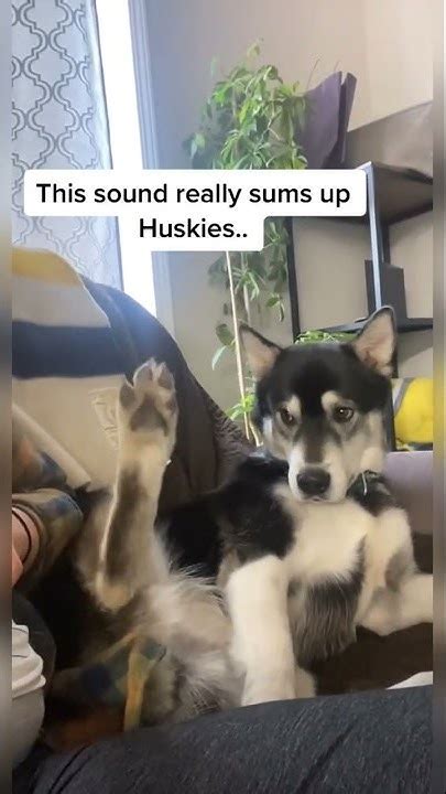 Husky Demands Foot Massage From Daddy Youtube