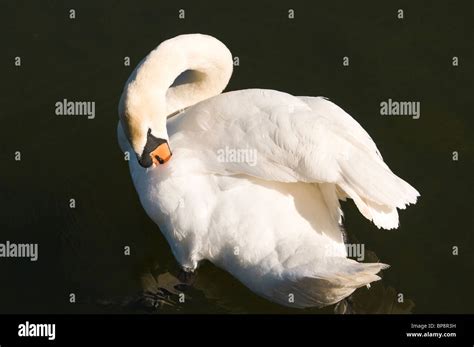 Mute Swan Cygnus Olor Preening Its Feathers Stock Photo Alamy