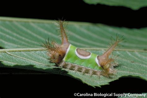 Saddleback Caterpillar Flickr Photo Sharing