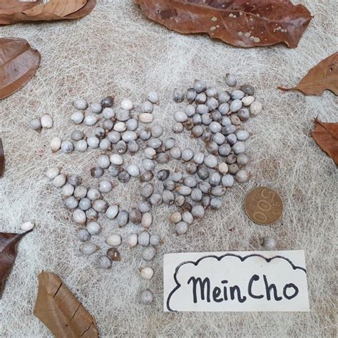 Jual (20 biji) Kerajinan Kolase Biji Saga Merah Hitam Saga Telik Jali ...