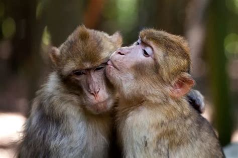 Monkeys Have Best Friends And It Gives Them Much Better Chance Of